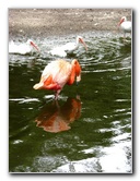 Flamingo-Gardens-Davie-FL-042