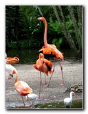 Flamingo-Gardens-Davie-FL-044