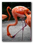 Flamingo-Gardens-Davie-FL-047
