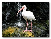 Flamingo-Gardens-Davie-FL-048
