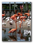 Flamingo-Gardens-Davie-FL-068