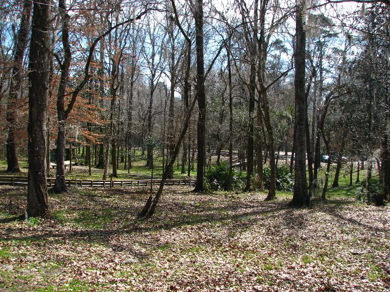 Florida-Caverns-State-Park-Marianna-FL-024