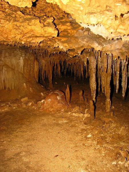 Florida-Caverns-State-Park-Marianna-FL-039