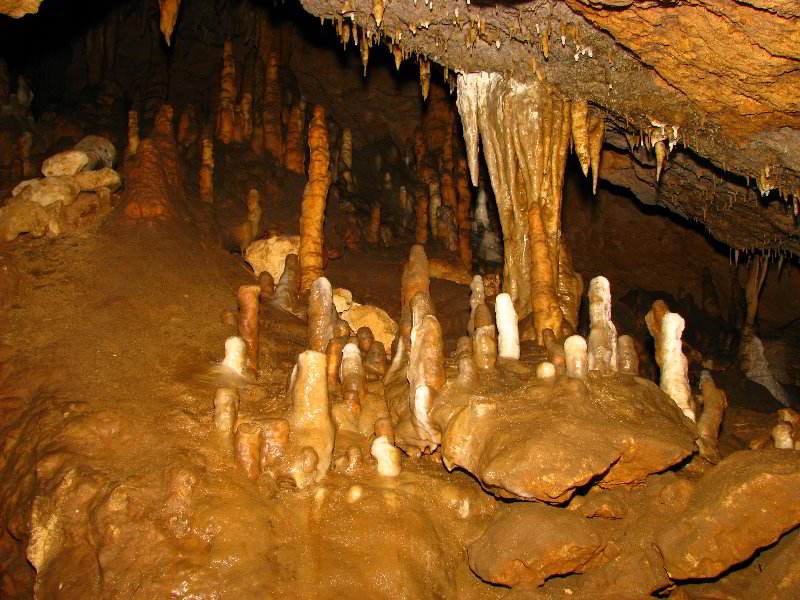 Florida-Caverns-State-Park-Marianna-FL-041