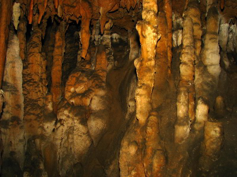 Florida-Caverns-State-Park-Marianna-FL-088