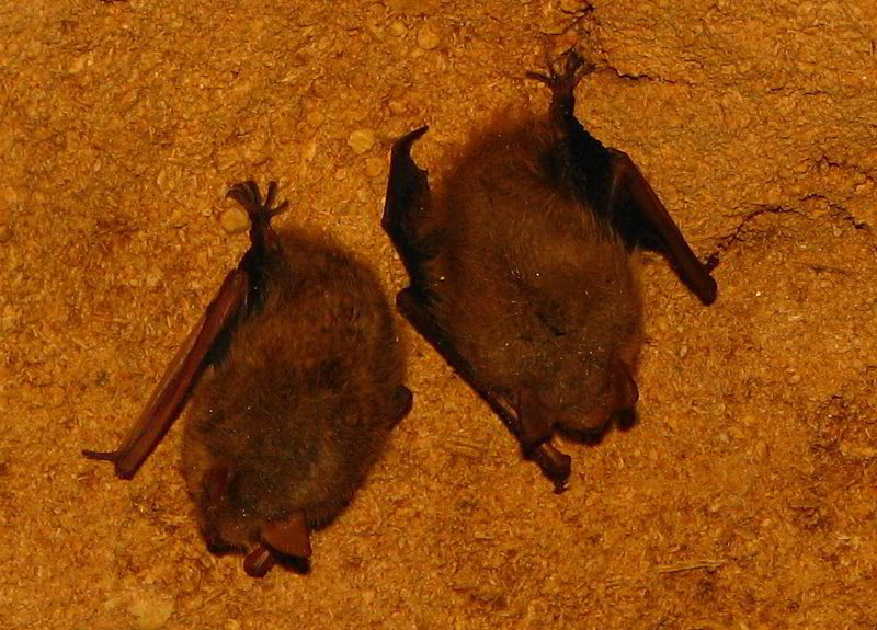 Florida-Caverns-State-Park-Marianna-FL-097