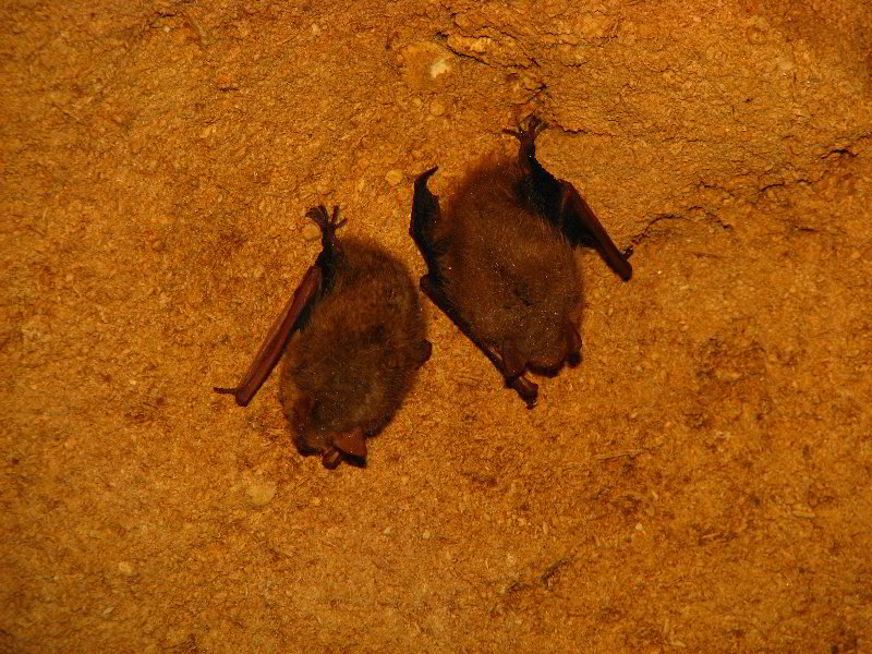 Florida-Caverns-State-Park-Marianna-FL-098