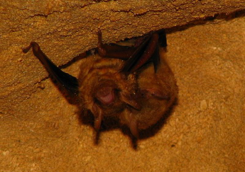 Florida-Caverns-State-Park-Marianna-FL-099