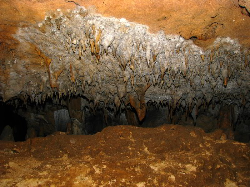 Florida-Caverns-State-Park-Marianna-FL-117