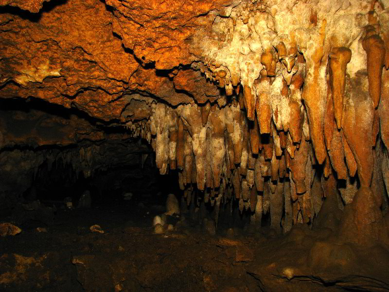 Florida-Caverns-State-Park-Marianna-FL-124