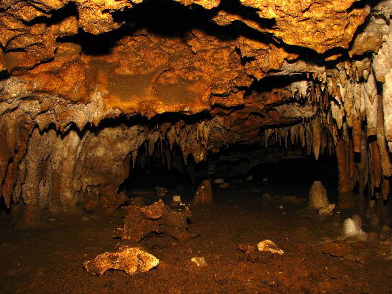 Florida-Caverns-State-Park-Marianna-FL-125