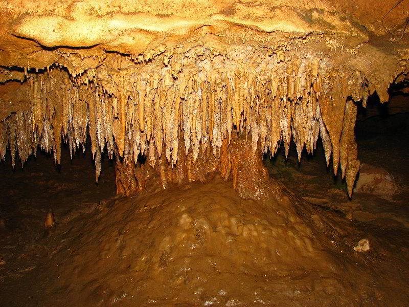 Florida-Caverns-State-Park-Marianna-FL-143