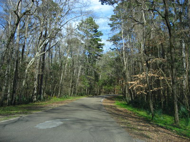 Florida-Caverns-State-Park-Marianna-FL-154