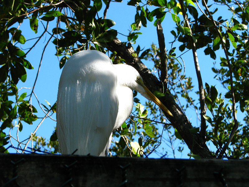 Florida-Keys-Wild-Bird-Center-Tavernier-FL-005