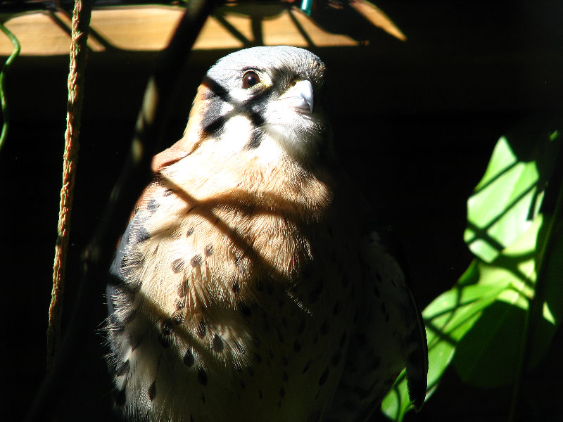 Florida-Keys-Wild-Bird-Center-Tavernier-FL-007