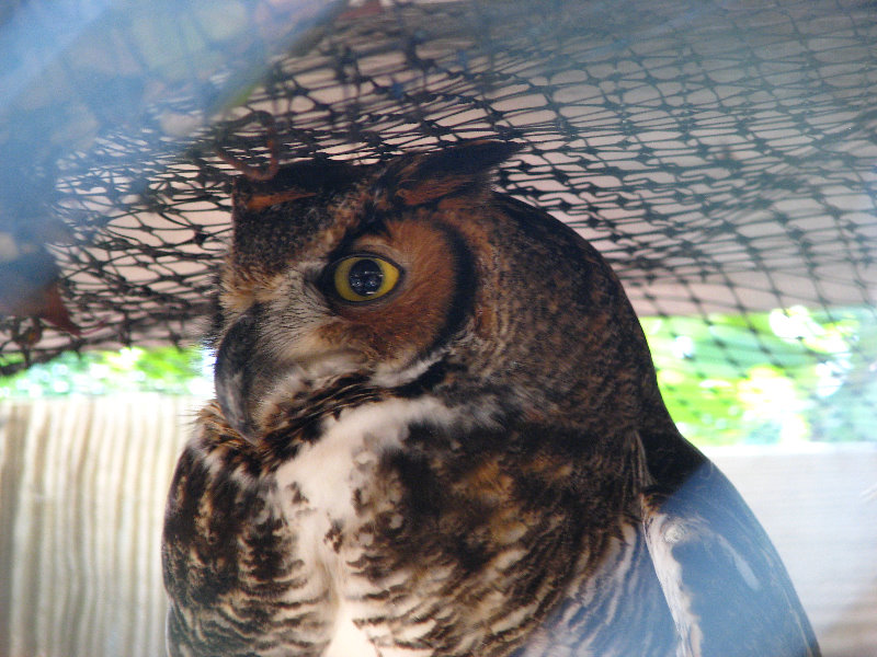 Florida-Keys-Wild-Bird-Center-Tavernier-FL-008