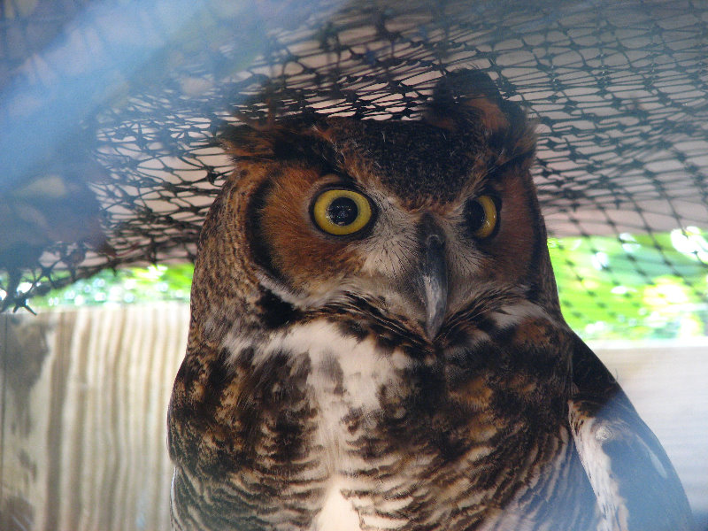 Florida-Keys-Wild-Bird-Center-Tavernier-FL-009