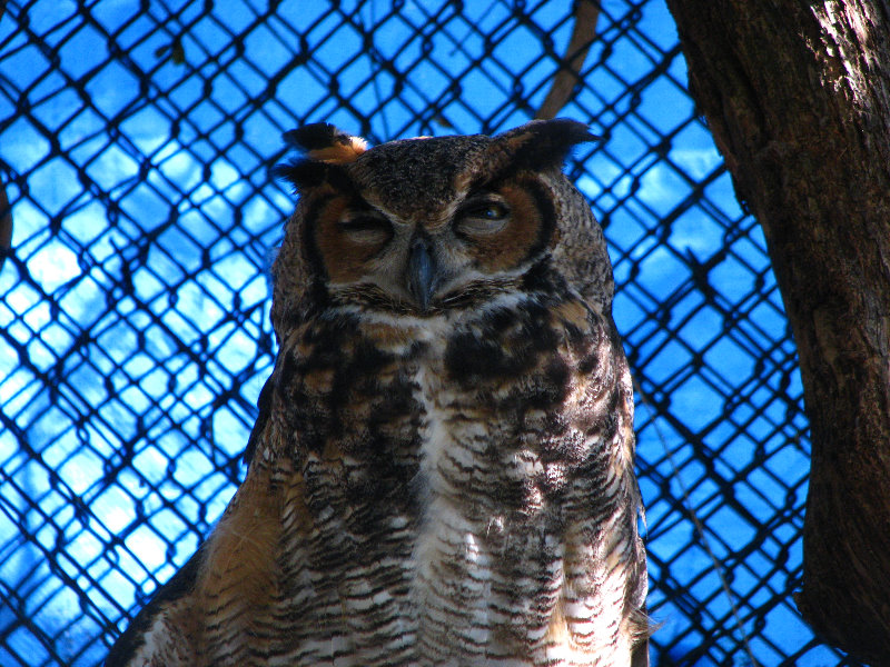 Florida-Keys-Wild-Bird-Center-Tavernier-FL-010