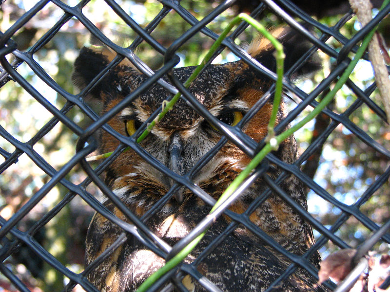 Florida-Keys-Wild-Bird-Center-Tavernier-FL-011