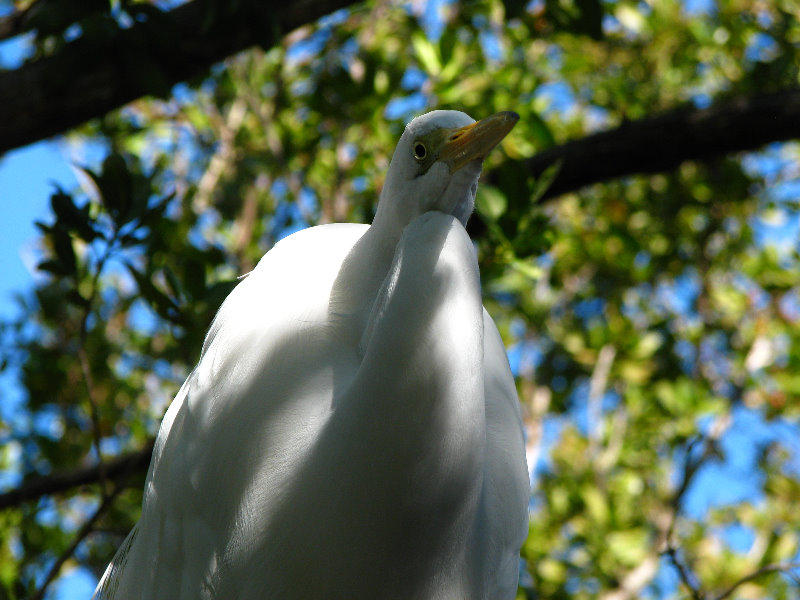 Florida-Keys-Wild-Bird-Center-Tavernier-FL-014