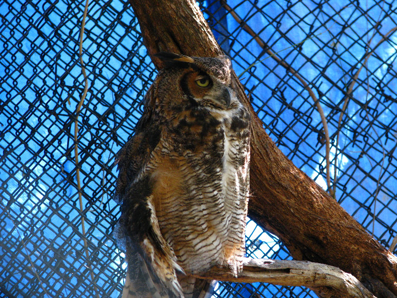 Florida-Keys-Wild-Bird-Center-Tavernier-FL-016