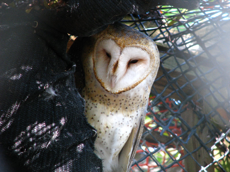 Florida-Keys-Wild-Bird-Center-Tavernier-FL-017