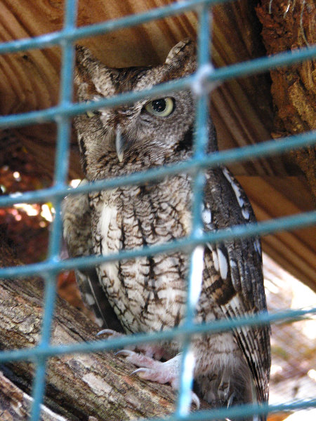 Florida-Keys-Wild-Bird-Center-Tavernier-FL-019