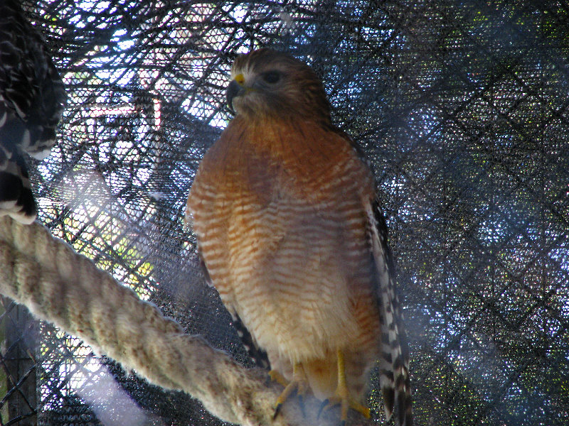 Florida-Keys-Wild-Bird-Center-Tavernier-FL-021