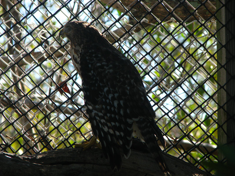 Florida-Keys-Wild-Bird-Center-Tavernier-FL-022