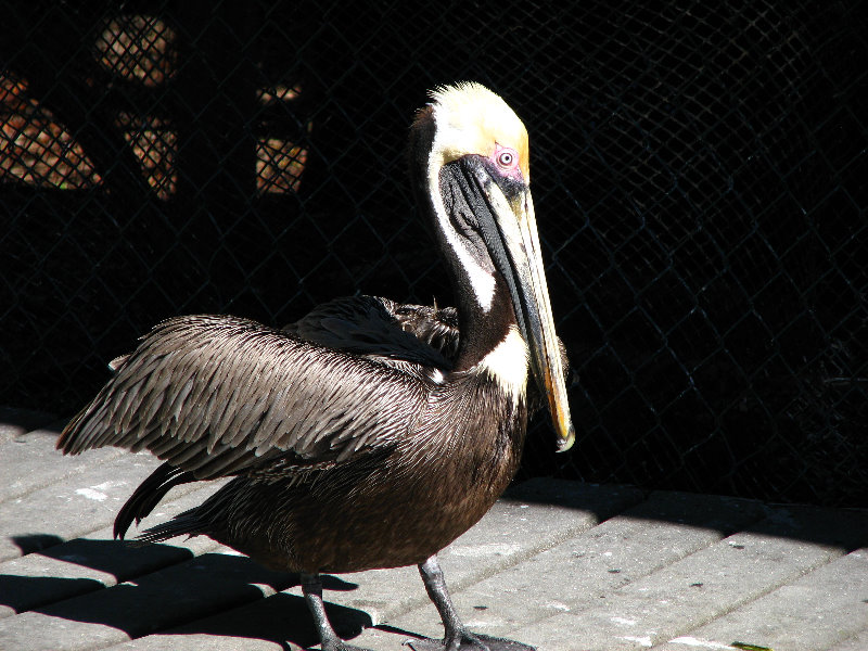 Florida-Keys-Wild-Bird-Center-Tavernier-FL-025