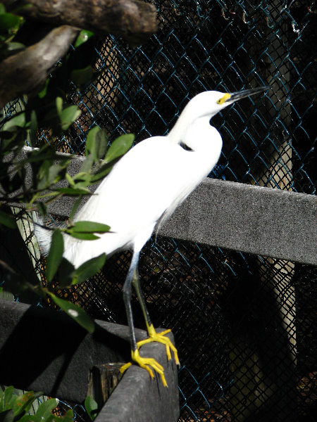 Florida-Keys-Wild-Bird-Center-Tavernier-FL-026