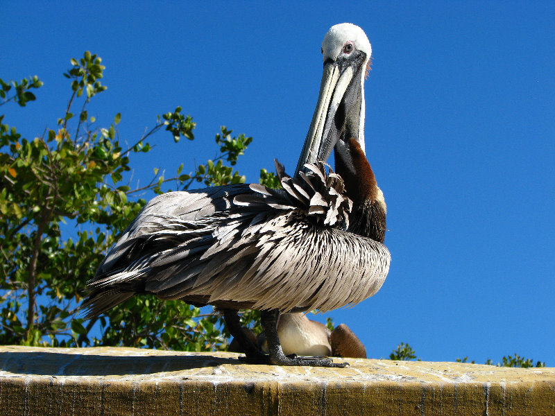 Florida-Keys-Wild-Bird-Center-Tavernier-FL-027