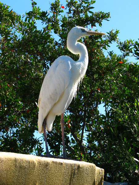 Florida-Keys-Wild-Bird-Center-Tavernier-FL-028