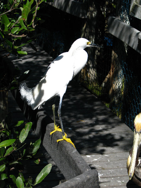 Florida-Keys-Wild-Bird-Center-Tavernier-FL-029