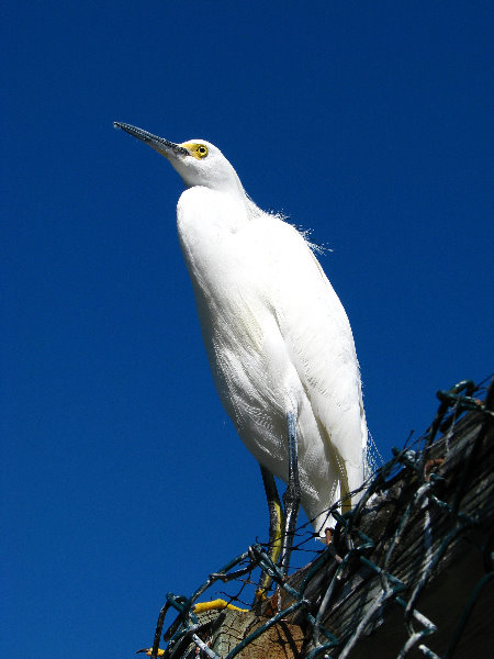 Florida-Keys-Wild-Bird-Center-Tavernier-FL-031