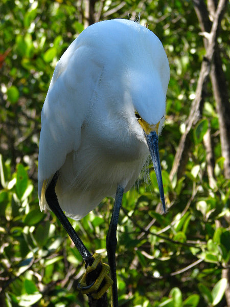 Florida-Keys-Wild-Bird-Center-Tavernier-FL-032