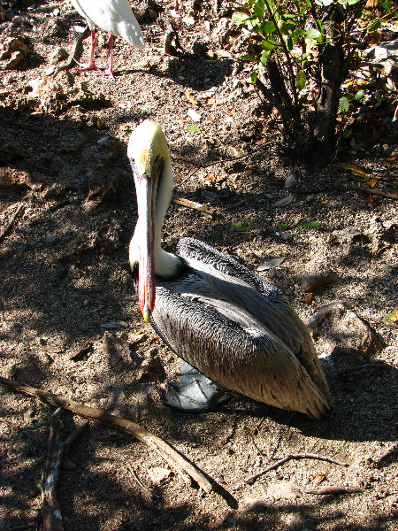 Florida-Keys-Wild-Bird-Center-Tavernier-FL-039