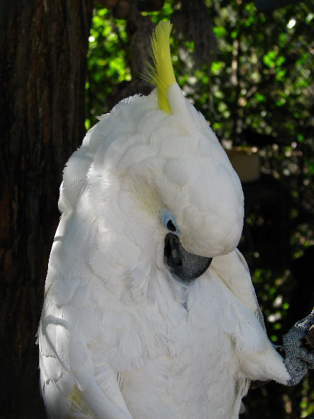 Florida-Keys-Wild-Bird-Center-Tavernier-FL-040