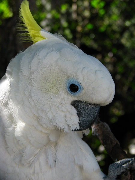 Florida-Keys-Wild-Bird-Center-Tavernier-FL-041