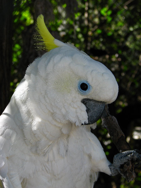 Florida-Keys-Wild-Bird-Center-Tavernier-FL-042