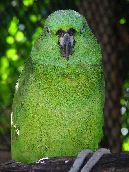 Florida-Keys-Wild-Bird-Center-Tavernier-FL-043