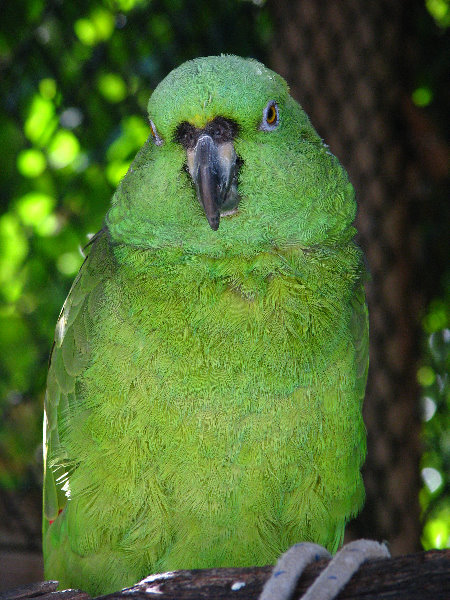 Florida-Keys-Wild-Bird-Center-Tavernier-FL-044