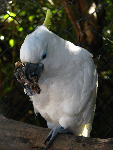 Florida-Keys-Wild-Bird-Center-Tavernier-FL-045