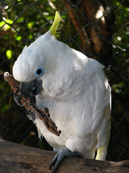 Florida-Keys-Wild-Bird-Center-Tavernier-FL-046