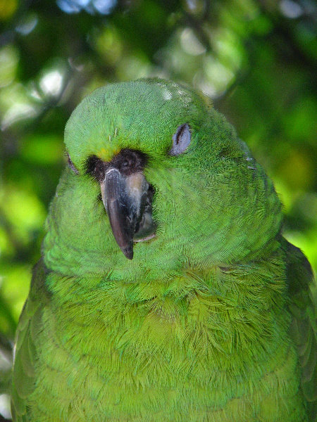 Florida-Keys-Wild-Bird-Center-Tavernier-FL-047