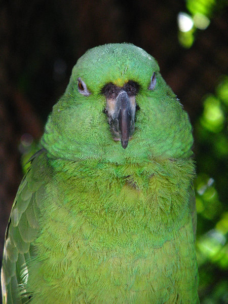 Florida-Keys-Wild-Bird-Center-Tavernier-FL-049