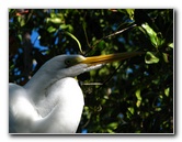 Florida Keys Wild Bird Center - Tavernier, FL