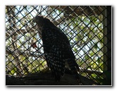 Florida-Keys-Wild-Bird-Center-Tavernier-FL-022