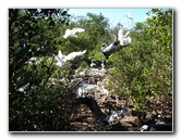 Florida-Keys-Wild-Bird-Center-Tavernier-FL-030