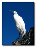 Florida-Keys-Wild-Bird-Center-Tavernier-FL-031